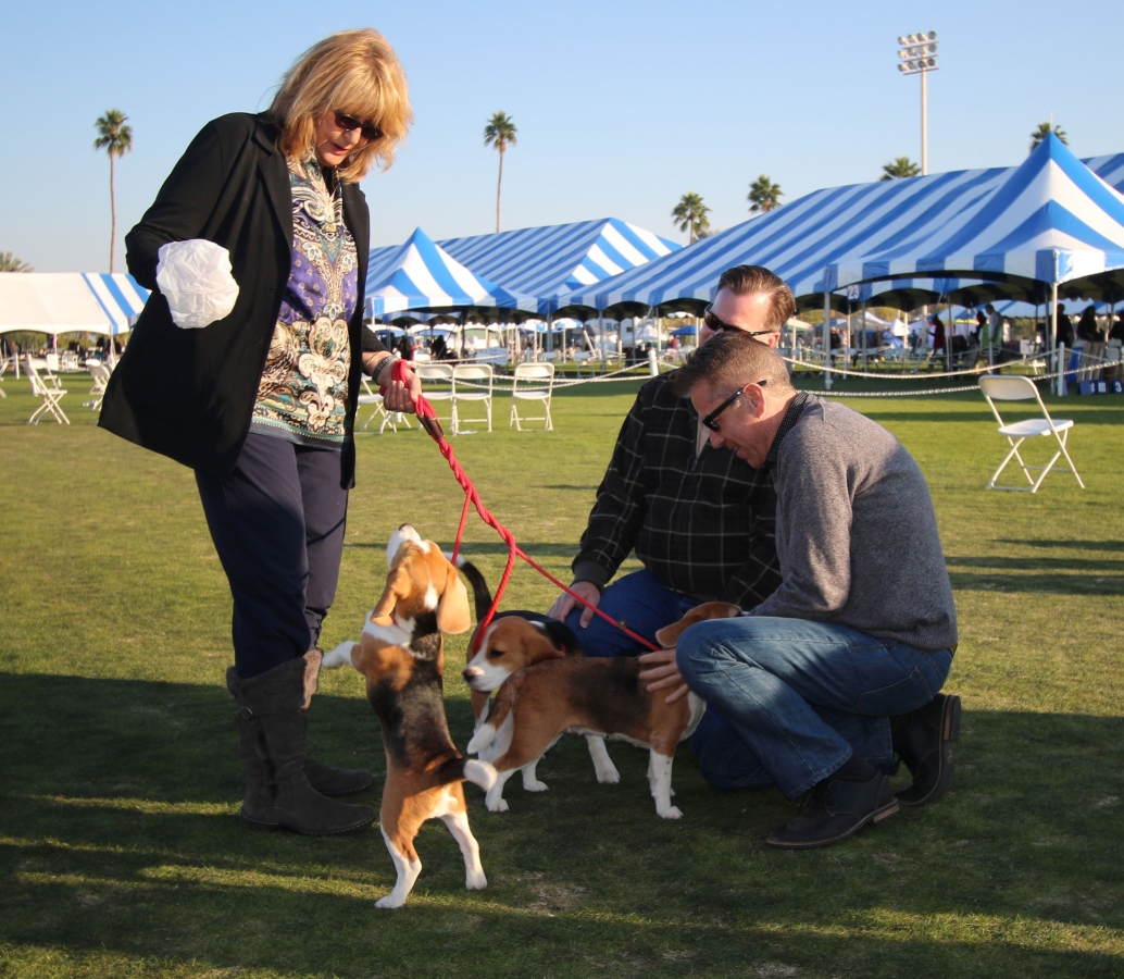 The Kennel Club of Palm Springs hosts one of the 5 largest AKC Licensed
