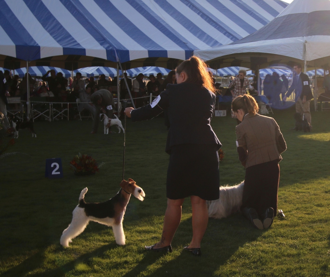 The Kennel Club of Palm Springs hosts one of the 5 largest AKC Licensed
