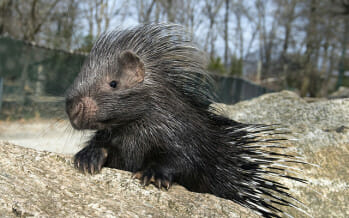 Coachella Valley’s Living Desert is proud to announce the African Crested baby porcupine
