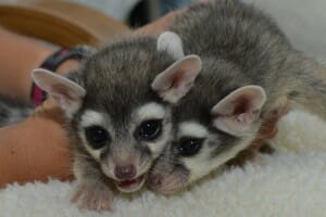 baby ringtail