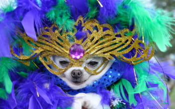 THE LIVING DESERT TO BECOME THE BIG EASY FOR MARDI PAWS