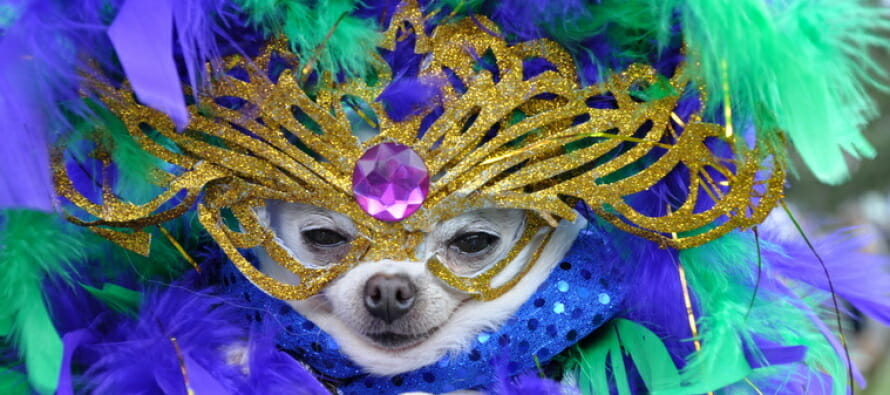 THE LIVING DESERT TO BECOME THE BIG EASY FOR MARDI PAWS
