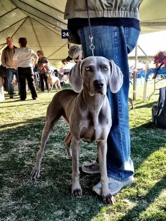 Kennel Club of Palm Springs Dog Show Coachella Valley