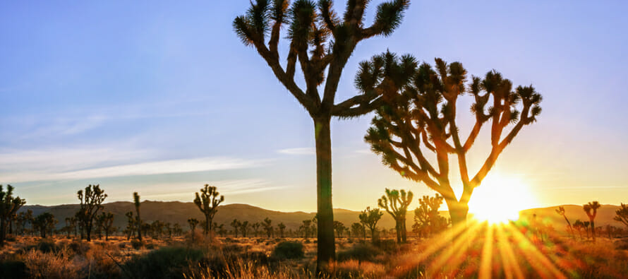 Coachella Valley Daytrippen – Joshua Tree National Park Admission is FREE for 3 Day Weekend!
