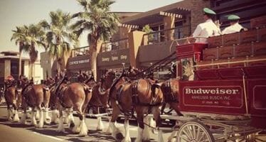 Budweiser Clydesdales returning to the Coachella Valley, your chance to catch them up close!