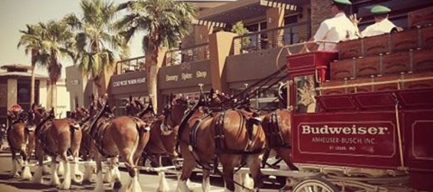 Budweiser Clydesdales returning to the Coachella Valley, your chance to catch them up close!