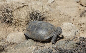 The Desert Tortoise of Joshua Tree – A Threatened Species