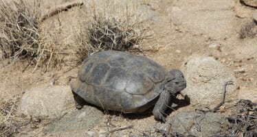 The Desert Tortoise of Joshua Tree – A Threatened Species