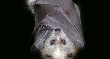 Did you know April 17 is bat appreciation day? And why not?