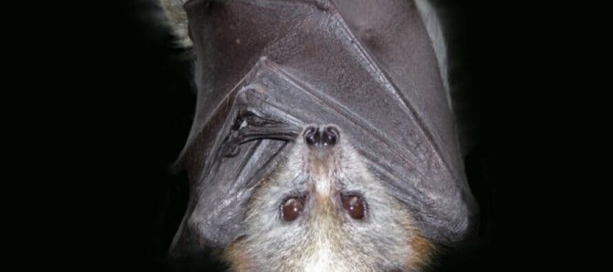 Did you know April 17 is bat appreciation day? And why not?