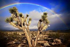 Michelle Caitlyn capturing a perfect Joshua Tree Rainbow 
