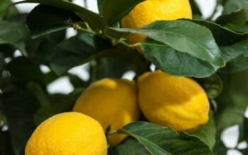 7 Steps for Doing Well with Citrus in the Coachella Valley!!