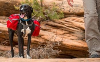 Expert Advice on Hiking or Backpacking with Your Dog