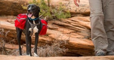 Expert Advice on Hiking or Backpacking with Your Dog