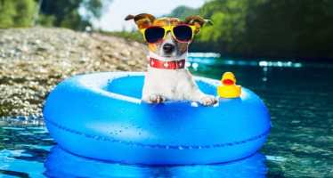 Keep Pets Safe in the Heat
