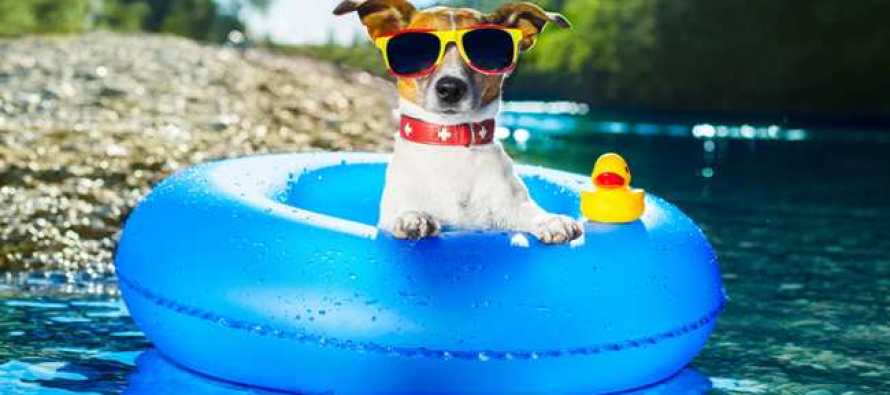Keep Pets Safe in the Heat