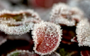 How to Protect Your Garden from Frost and Freeze