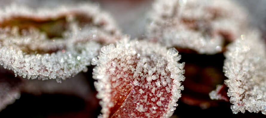 How to Protect Your Garden from Frost and Freeze
