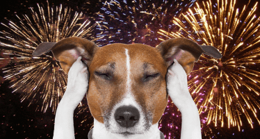Ten Pet Safety Tips for the Fourth of July