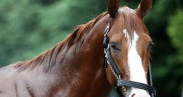 “Justify” Does it – WINS THE TRIPLE CROWN!! The three year old led wire to wire.