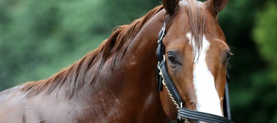 “Justify” Does it – WINS THE TRIPLE CROWN!! The three year old led wire to wire.