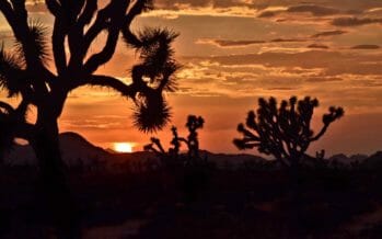 Search enters the 6th day for hiker missing in Joshua Tree National Park