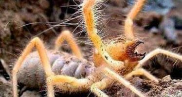 Sun Spiders, Yes these critters do live in the Coachella Valley