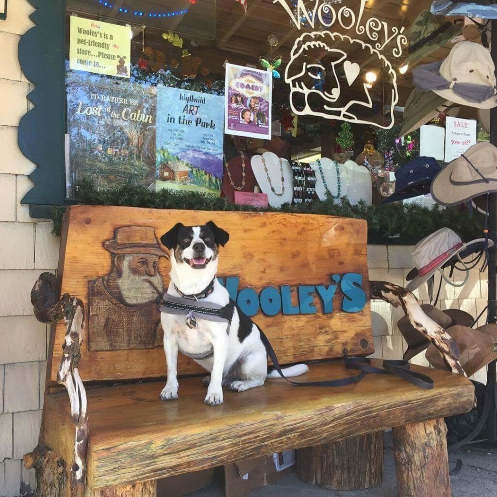 Buddy in Idyllwild, CA by Owner and Pet Lover Laura Green