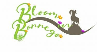 Bloom in Borrego at Borrego Days