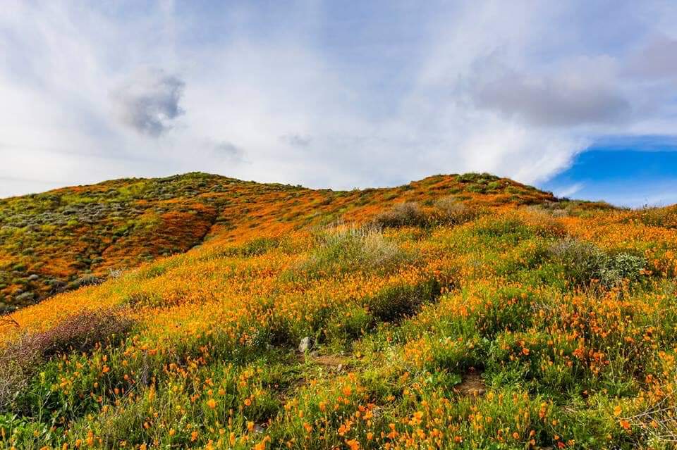 California Wildflowers 2019