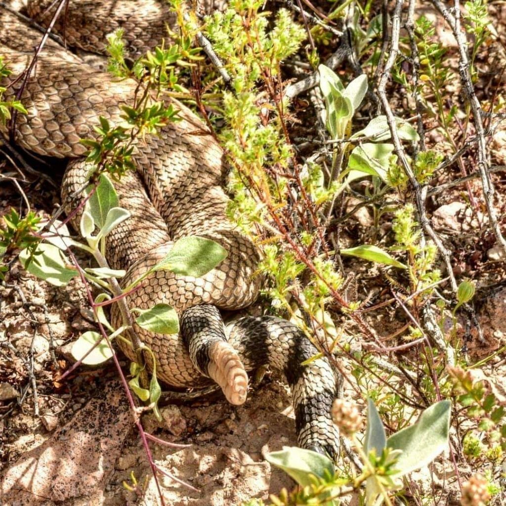 Found a couple of Rattle Snakes mating. Watch your step and respect their space. Coachella Valley - by Christina Hiebert