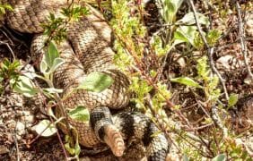 Found a couple of Rattle Snakes mating. Coachella Valley watch your step and respect their space.