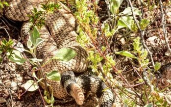 Found a couple of Rattle Snakes mating. Coachella Valley watch your step and respect their space.