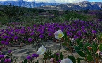 Rainfall ignites Superbloom in the Coachella Valley, Purple in Palm Spings, California