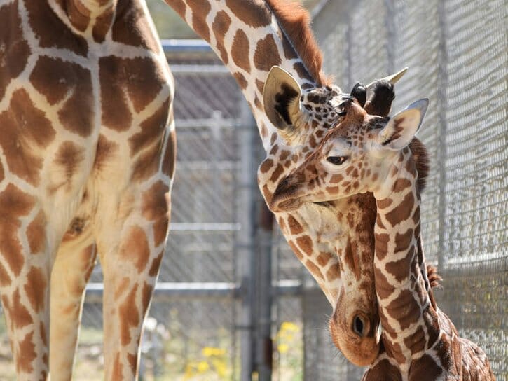New Baby Female Giraffe Born at Living Desert Zoo The female calf weighs in at 149.6 pounds and stands 6 feet 1 inch tall.