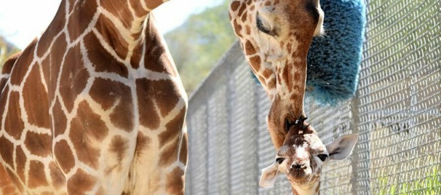 New Baby Female Giraffe Born at Living Desert Zoo, Coachella Valley