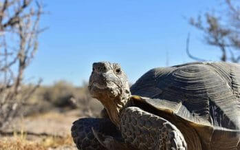 This testy Mojave tortoise had just chased off another male and then set his eyes on me.
