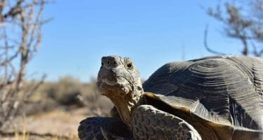 This testy Mojave tortoise had just chased off another male and then set his eyes on me.