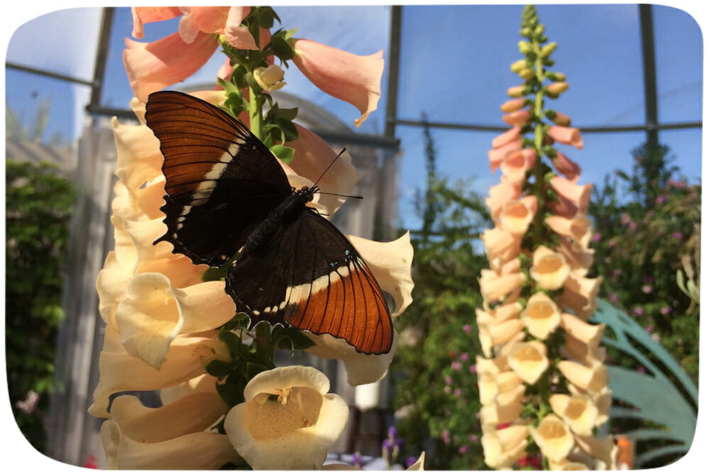 The Living Desert Zoo and Gardens is celebrating the return of butterflies and welcomes hummingbirds