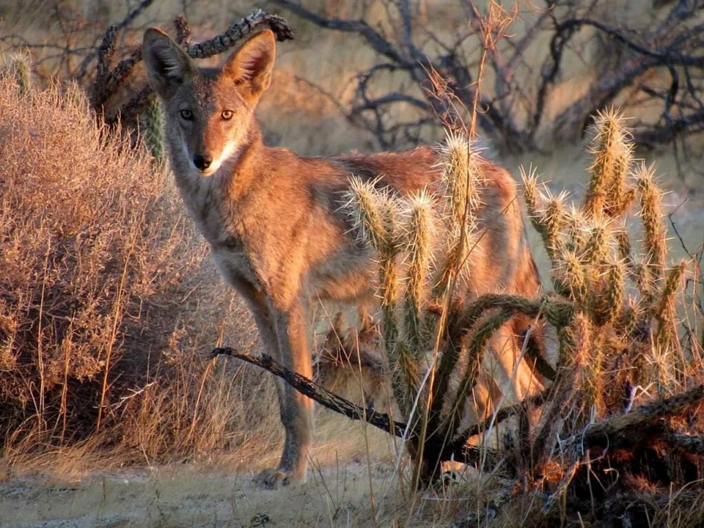 Coyote in Anza-Borrego Desert this morning by Sicco Road... stunning by Sicco Rood....