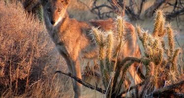 Photo of the Day – Coyote in Anza-Borrego Desert this morning stunning by Sicco Rood….