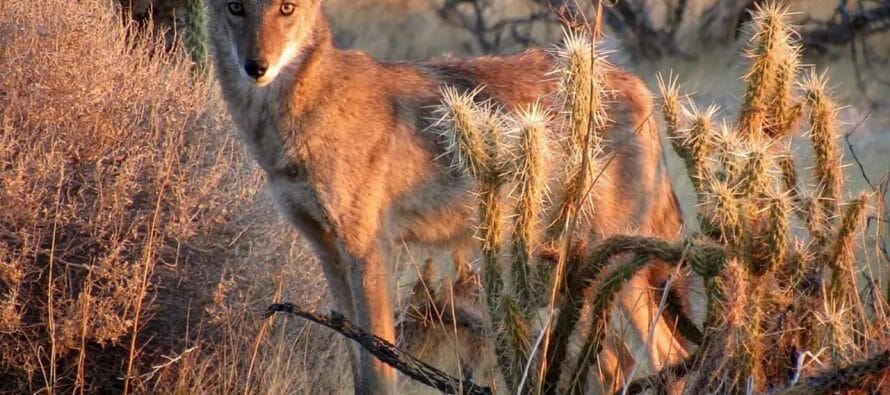 Photo of the Day – Coyote in Anza-Borrego Desert this morning stunning by Sicco Rood….