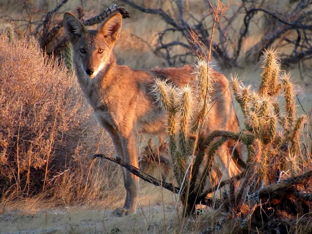 Photo of the Day - Coyote in Anza-Borrego Desert this morning stunning