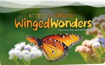 Coachella Valley’s Living Desert celebrates the return of butterflies and welcomes hummingbirds