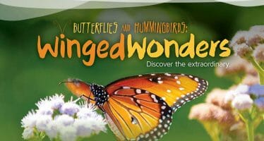 Coachella Valley’s Living Desert celebrates the return of butterflies and welcomes hummingbirds