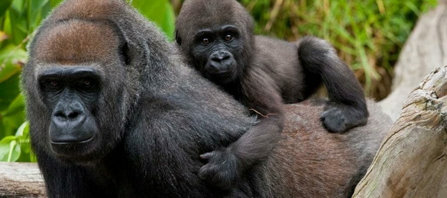 Gorillas Test Positive for Coronavirus at San Diego Zoo Safari Park