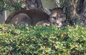 Mountain Lion Captured Palm Springs