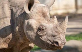 $17M Rhino Savanna Opens in Palm Desert