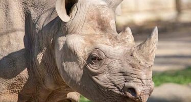 $17M Rhino Savanna Opens in Palm Desert