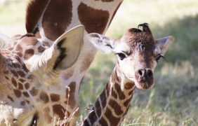 Happy Saint Patrick’s Day – Giraffe Calf Born On the Savanna Habitat